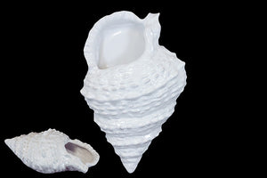 Elegant and Skillfully Sculpted Beautiful Ceramic Shell in White